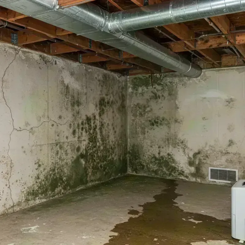 Professional Mold Removal in Hartley, IA